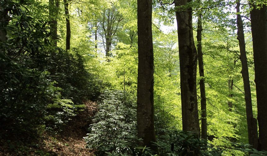 Bal ormanına taş ocağı için bilirkişi raporu: Ekolojik denge yok olur