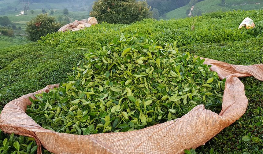 Özel sektör Çaykur'un üzerinde fiyatla çay alıyor