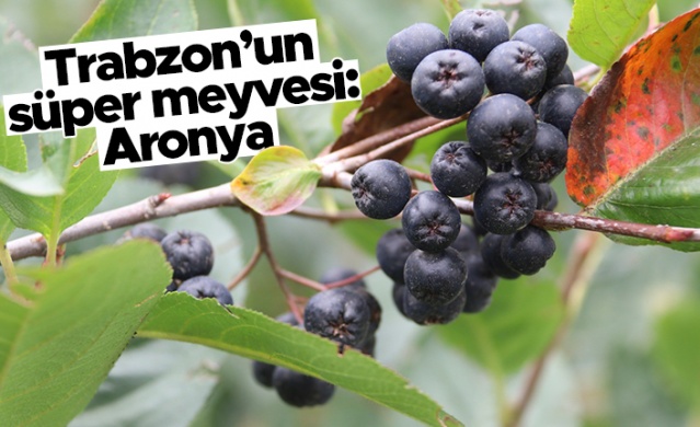 Trabzon’un Akçaabat ilçesinde 2 yıl önce dikilen Aronya meyvesinin fidanları ilk meyvelerini verirken, hasadı törenle bugün başladı.