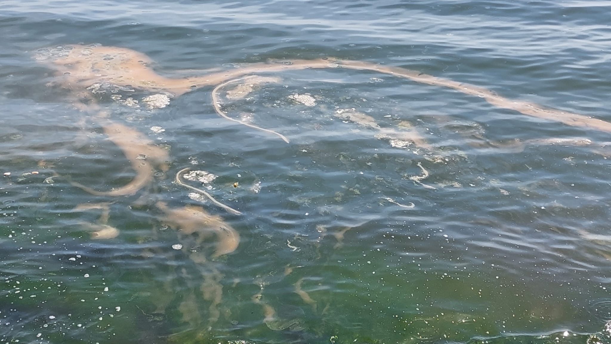 Her yıl bu mevsimlerde plankton çoğalması sonucu turuncu tonlara bürünen Marmara Denizi'nin Tekirdağ kıyıları yine aynı renge büründü. Turuncu tonların yanı sıra kıyılarda beyaz denizanalarının da çoğaldığı gözlendi.
