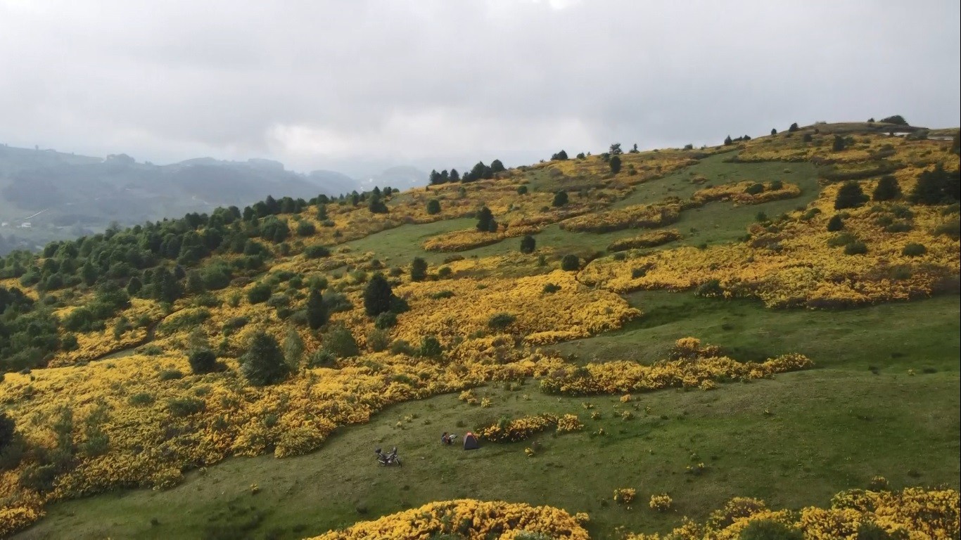 Ordu’nun yüksek kesimli yaylalarında kendini gösteren sarı renkteki orman gülleri, yeşilin her tonunu bünyesinde bulunduran yaylaların güzelliğine güzellik katıyor.